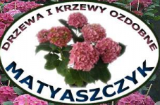 DRZEWA, KRZEWY OZDOBNE, HORTENSJE. MATYASZCZYK DRZEWA, KRZEWY OZDOBNE, HORTENSJE. MATYASZCZYK