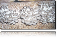 CEL-MAR. UPRAWA, PRODUKCJA, SPRZEDAŻ GRZYBÓW, PIECZAREK, BOCZNIAKÓW CEL-MAR. UPRAWA, PRODUKCJA, SPRZEDAŻ GRZYBÓW, PIECZAREK, BOCZNIAKÓW